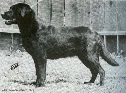 Лабрадор Missenden Move Over