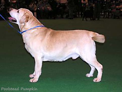 Лабрадор Poolstead Pumpkin