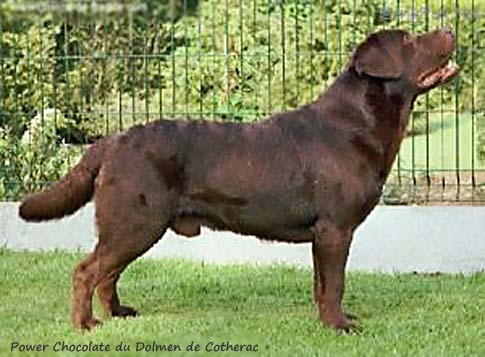 Лабрадор Power Chocolate du Dolmen de Cotherac
