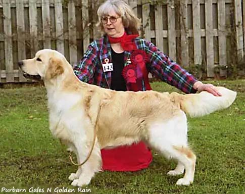 Purbarn Gales N Golden Rain