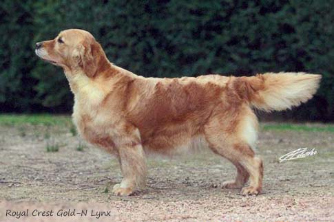 Royal Crest Gold-N Lynx