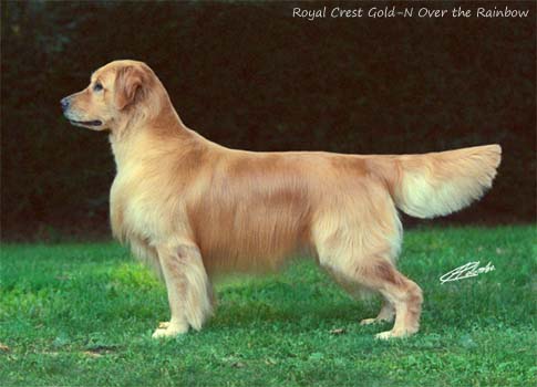 Royal Crest Gold-N Over the Rainbow