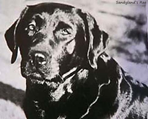 Лабрадор Sandylands Rae