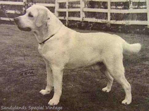 Лабрадор Sandylands Special Vintage