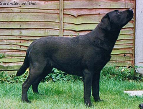 Лабрадор Saranden Salishia