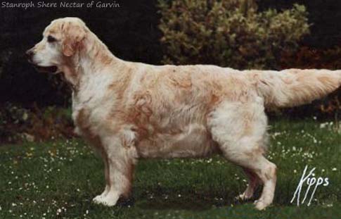 Stanroph Shere Nectar Of Garvin