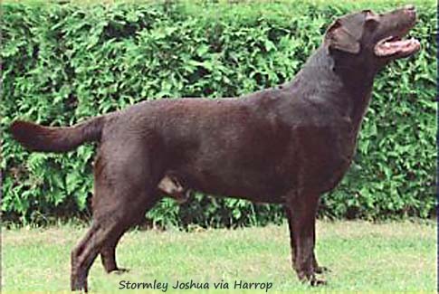 Лабрадор Stormley Joshua via Harrop