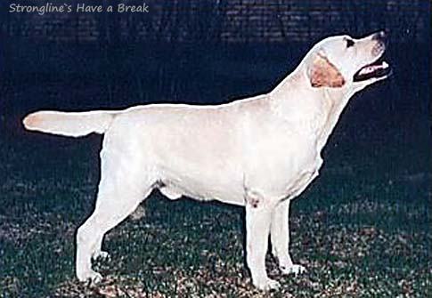 Лабрадор Strongline's Have A Break