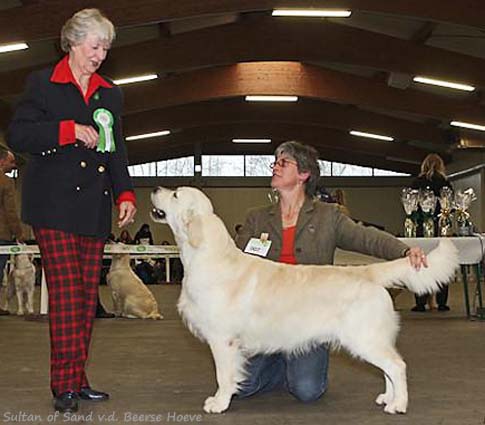 Sultan Of Sand v.d. Beerse Hoeve