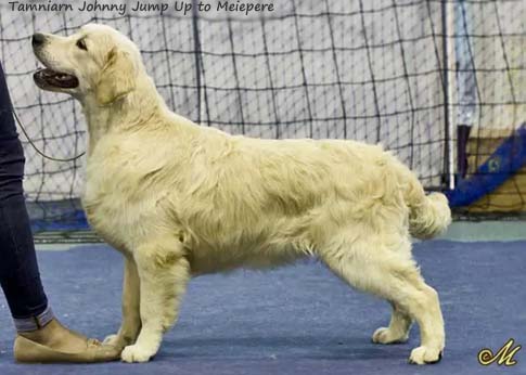 Tamniarn Johnny Jump Up to Meiepere