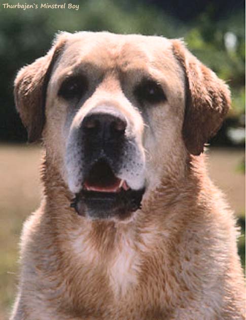 Лабрадор Thurbajen`s Minstrel Boy