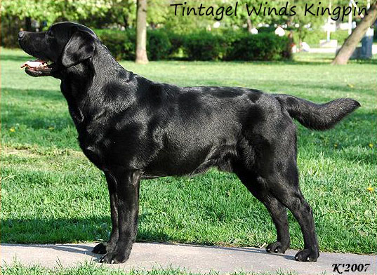 Черный лабрадор Tintagel Winds Kingpin