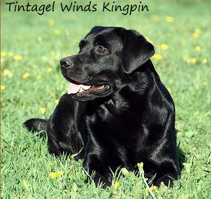Tintagel Winds Kingpin