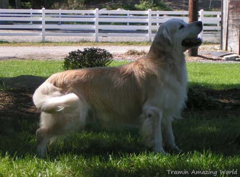 Tramin Amazing World