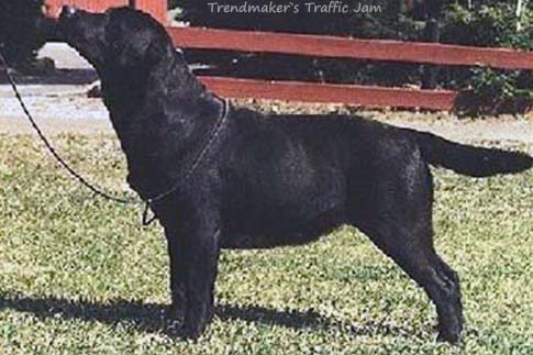 Лабрадор Trendmaker's Traffic Jam