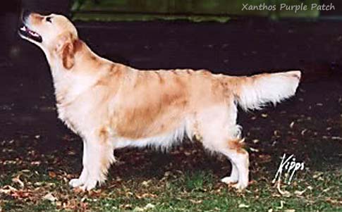 Xanthos Purple Patch