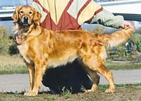 фото голдена Affi  Zhacklin Retriever