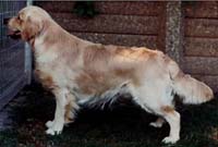 фото голдена Alubyc Tullymorgan