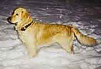 фото голдена Andy z Kybely Bohemia