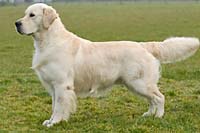 фото голдена Artic Light du Pays de Boheme