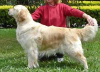 фото голдена Beaucroft Madonna