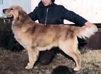 фото голдена Brenjo's Torch O'Loch Ness