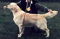 фото голдена Chardine Love Bug