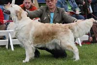 фото голдена Crisscross v.d. Beerse Hoeve