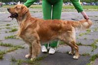 фото голдена Dabas-Ore Logo