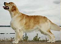 фото голдена Daily Rays Midnight Prince