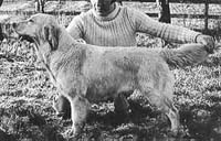 фото голдена Dainty's Day Dream