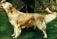 фото голдена Damselfly Nymph Of Mandingo