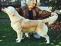 фото голдена Dewmist Silverado