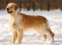 фото голдена Dikaya Staya Guy Ritchie