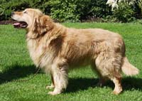 фото голдена Dorion Belaja