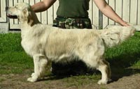 фото голдена Enessi iz Stolitsy Urala