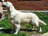 фото голдена Erdoskerti Zsoka