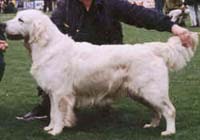 фото голдена Erinderry Amber of Tyrol