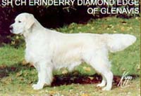 фото голдена Erinderry Diamond Edge of Glenavis