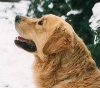 фото голдена Fantastic Golden v. Axenfel`s