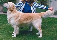 фото голдена Ferngold Commodore