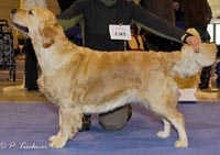 фото голдена Fine Art Rudgieri Estrella