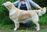 фото голдена Fine Art Rudgieri Kiss of Luck