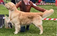 фото голдена Fine Art Rudgieri Por Favor