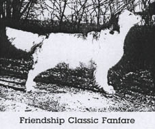 фото голдена Friendship Classic Fanfare