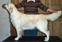 фото голдена Gatchells Summer Jade