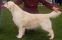 фото голдена Giltedge Angel Dust