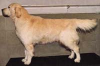 фото голдена Glengilde Kwizz Ava of Galans