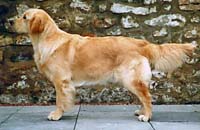 фото голдена Glenmoray Opal for Alibren