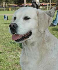 фото голдена Orchis Cherylee of Tasvane